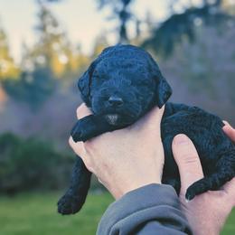 Lacey - Black and white female Aussiedoodle puppy in Yacolt, Washington from Aussiedoodles by Maggie