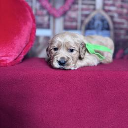 Doobie - Golden male Golden Retriever puppy in Piedmont, South Carolina from The Farm at Saluda Ridge