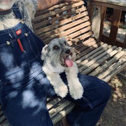 Daisy - Miniature Schnauzer