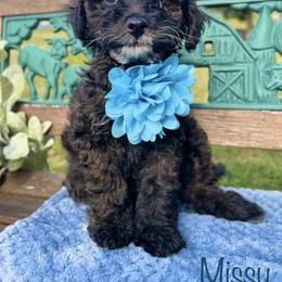 Goldendoodle Puppies from True Friend Doodles