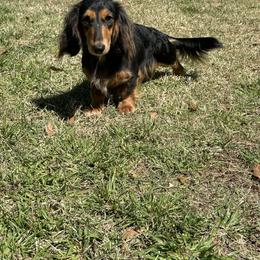 Lilly - Dachshund