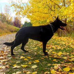 Arsa - German Shepherd
