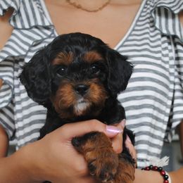 Cavapoo Puppies from Cavapoos R4 Cuddles