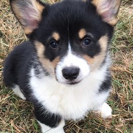 American Corgis and Pembroke Welsh Corgis from Hidden View Farm