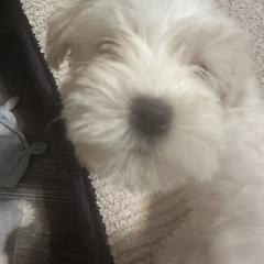 Miniature Schnauzer Puppies from Southern Charm Schnauzers