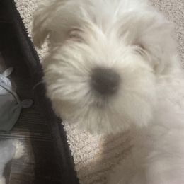 Miniature Schnauzer Puppies from Southern Charm Schnauzers