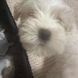 Miniature Schnauzer Puppies from Southern Charm Schnauzers