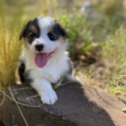 Pembroke Welsh Corgi Puppies from Bear Creek Corgis