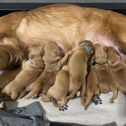 Spring (pink collar) - Dark golden female Golden Retriever puppy in Walla Walla, Washington from The Sayler Farm
