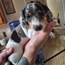 Blue - Dapple male Dachshund puppy in Salem, Oregon from Wonder Weenies