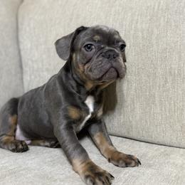 Boy 4 - Blue male Assorted Doodle Crosses puppy in Wilburton, Oklahoma from Wild J Frenchies