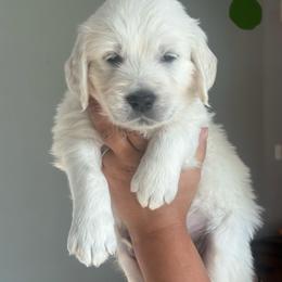 Boy 4 - Light golden male Golden Retriever puppy in Roca, Nebraska from Oak Haven Goldens