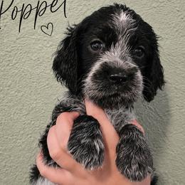 Poppet - Black and white female English Springer Spaniel puppy in Fort White, Florida from Thunderbird Springers