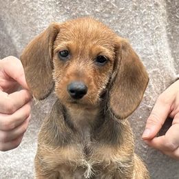 Dachshund Puppies from Passport Dachshunds