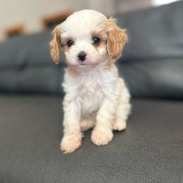 Rusty - Blenheim male Cavapoo puppy in Saint George, Utah from Fitzdoodles