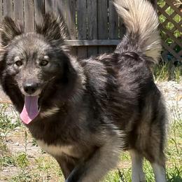 Gypsy - Siberian Husky