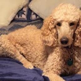 Tucker - Poodle
