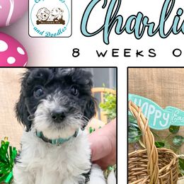 Charlie: Black & White Tuxedo - Parti Goldendoodle puppy in Raceland, Louisiana from Cajun Doodles