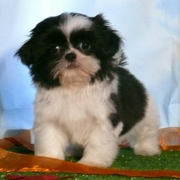 Mary - Black and white female Shih Tzu puppy in Wild Rose, Wisconsin from Sorenson's Shih-tzus