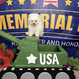 Charlie - White male Pomeranian puppy in Lyons, Georgia from Its a Poms Life Kennel