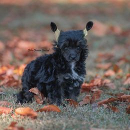 Chinese Crested Puppies from Qilin Chinese Crested