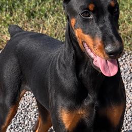 DORA - Black and rust female Doberman Pinscher puppy in Columbia, Maryland from Storm Cloud Doberman