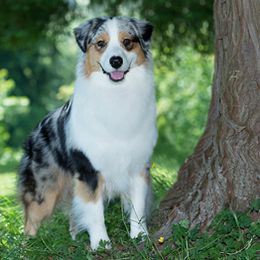 Australian Shepherds from Blue Isle Aussies