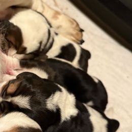 Basset Hounds from Hidden Heart Basset Hounds
