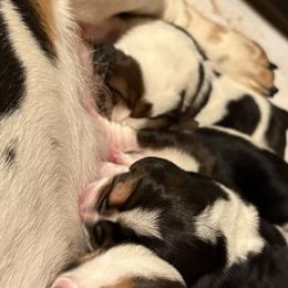 Basset Hounds from Hidden Heart Basset Hounds