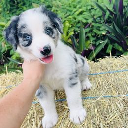 Fenrys - Blue merle male Australian Shepherd puppy in Ocala, Florida from Udder Chaos Ranch