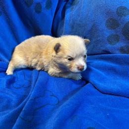 Sassy's boy 3 - Chocolate parti male Pomeranian puppy in Decatur, Iowa from Lisa Greenhalgh