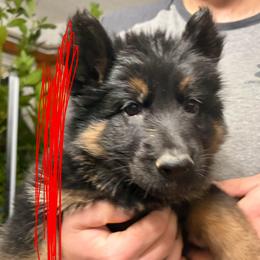 Red - Black and tan female German Shepherd puppy in Fort Wayne, Indiana from AA Kennel