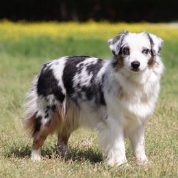 Bling - Miniature Australian Shepherd