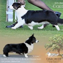 Cardigan Welsh Corgi Puppies from Oakcreek