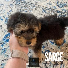 Sarge - Black tri-color male Aussiedoodle puppy in Knoxville, Tennessee from Legacy Farm