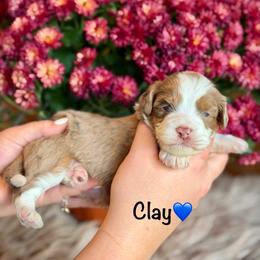 Clay - Red merle male Aussiedoodle puppy in Lancaster, Minnesota from Finney Ranch