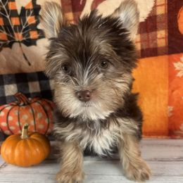 Chocolate boy - Chocolate and tan male Yorkshire Terrier puppy in Gainesville, Georgia from Country Dog Kennels.