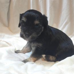 Girl 2 - Black and tan female Cavapoo puppy in Medina, Ohio from Momma's Minis