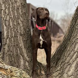 German Shorthaired Pointer All Grown Up from Freemans' GSP's