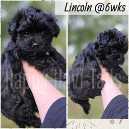 Lincoln - Black male Havanese puppy in Kansas City, Missouri from Happy Havi Tails