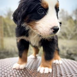 Boy 6 - Tri-color male Bernedoodle puppy in Montrose, Michigan from Livy’s Doodles