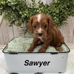 Sawyer (Blue) - Red male Cavapoo puppy in Cabool, Missouri from Big Gulch Puppies