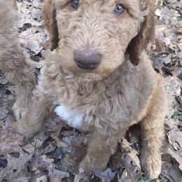 Goldendoodle Puppies from Golden Paws Farm