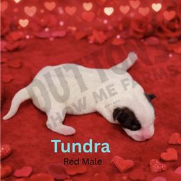 Tundra - Red speckled male Australian Cattle Dog puppy in Oronogo, Missouri from Dutton's Show Me Farms