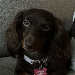 Minnie - Dachshund