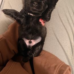 Bear - Black and white male Shih Tzu puppy in Bremerton, Washington from California Shih Tzu