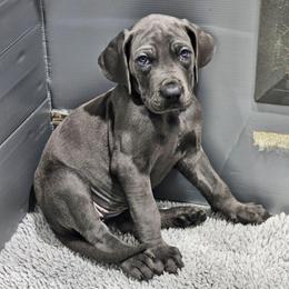 Ivy - Blue female Great Dane puppy in Garner, North Carolina from Gentle Giant Danes, LLC