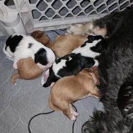 Cavalier King Charles Spaniel and Shih Tzu Puppies from Nashell Lynem