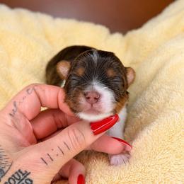 Freddie - Tan and white male Yorkshire Terrier puppy in Jacksonville, Florida from Yorktown Yorkies