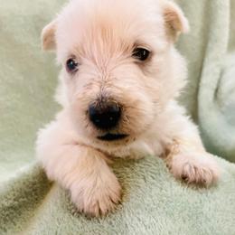 Scottish Terrier Puppies from Kimball Kennels